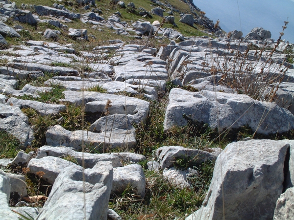 Sculture naturali